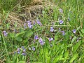 ? violka psí (Viola canina) don Pedro