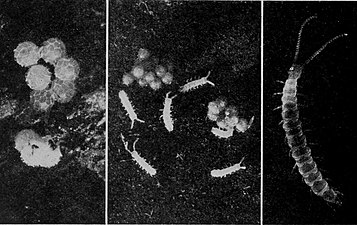 コムカデの1種Scutigerella immaculata の卵（左）、孵化直後の幼生（中）と成体（右）