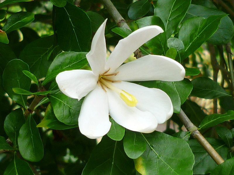 File:Gardenia cornuta (9534818317).jpg