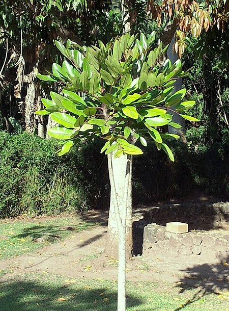 Tập_tin:Gastonia_mauritiana_-_Bois_Boeuf_-_Endangered_tree_of_Mauritius_4.jpg