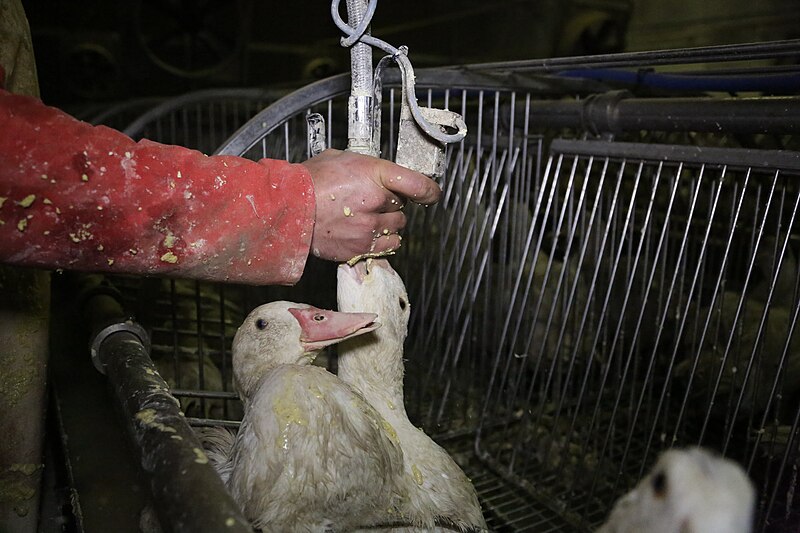 File:Gavage industriel des canards à foie gras en cages collectives, France 2012 (2).jpg