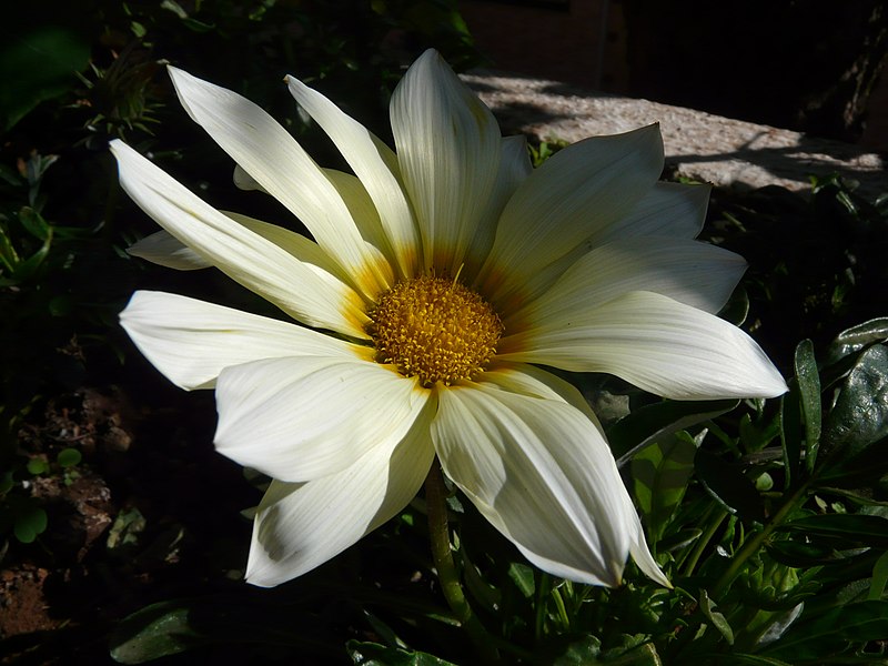 File:Gazania (2192328697).jpg