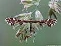 Geina didactyla (Linnaeus, 1758)