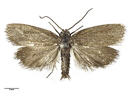 Gelophaula aridella