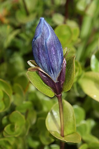 <i>Gentiana calycosa</i> Species of plant