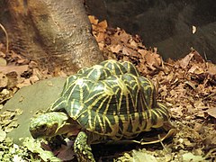 Geochelone elegans 3.jpg