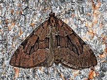 Geometridae - Epilobophora sabinata.JPG