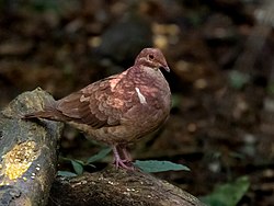 Geotrygon montana - Ruddy Quail-Dove, Tremembé, São Paulo, Brazil.jpg