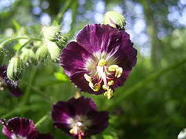 Geranium phaeum flower.jpg