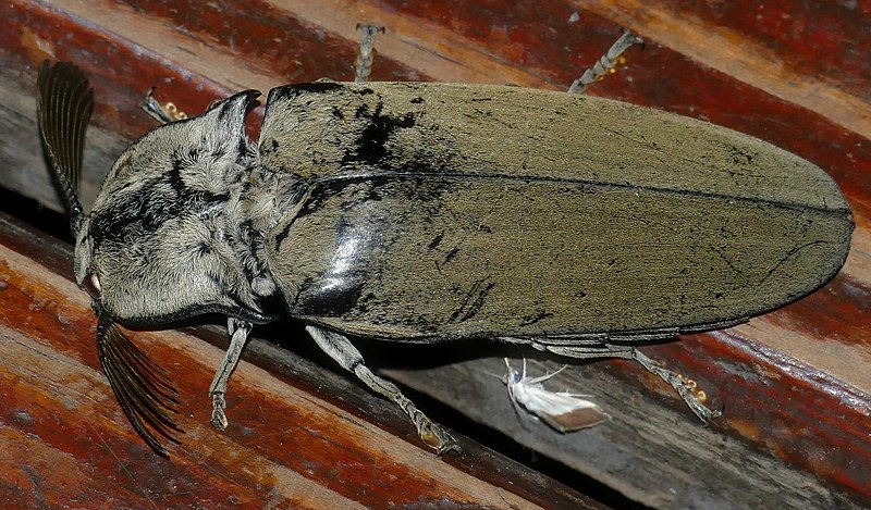 File:Giant Acacia Click Beetle (Tetralobus flabellicornis) (52765072734).jpg