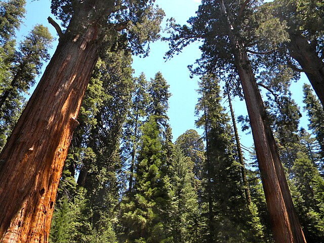 File:Giantsequoias.JPG