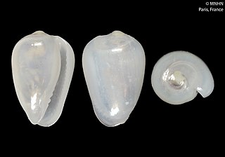 <i>Gibberula leibovitzae</i> Species of gastropod