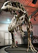 Giganotosaurus carolinii DSC 2950.jpg