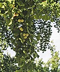 Ginkgo biloba gyümölcsözés.jpg