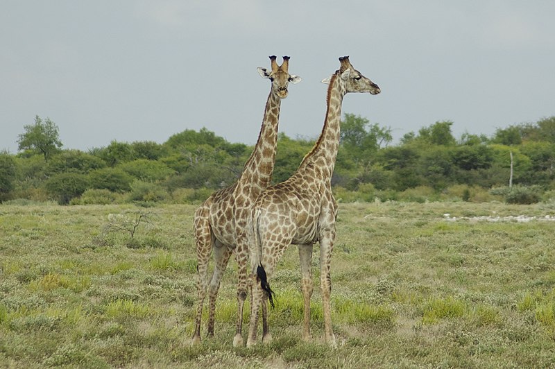 File:Giraffa camelopardalis angolensis 08.jpg