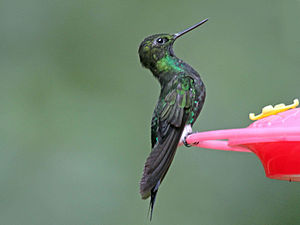 Violet-throated panty-hummingbird