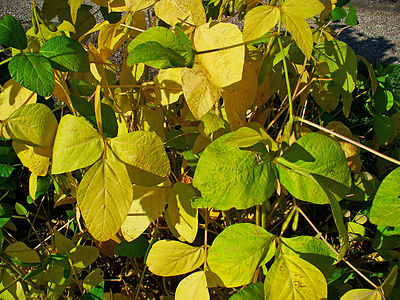 Glycine max Habitus