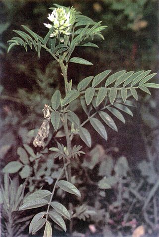 <i>Glycyrrhiza lepidota</i> Species of flowering plant in the pea family