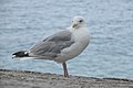 * Nomination Herring gull (Larus argentatus) in Saint-Malo (Ille-et-Vilaine, France). --Gzen92 09:14, 13 November 2020 (UTC) * Promotion  Support Good quality. --Vengolis 02:18, 14 November 2020 (UTC)