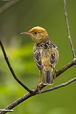 Miniatura para Cisticola exilis