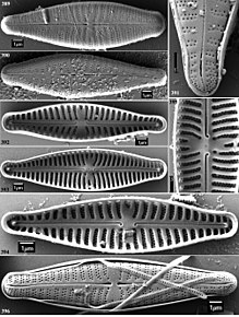 Image extracted from KOCIOLEK, J. P., KULIKOVSKIY, M. S., & SOLAK, C. N. (2013) Gomphoneis Cleve (13540501235).jpg