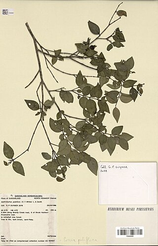 <i>Gossia pubiflora</i> Species of tree