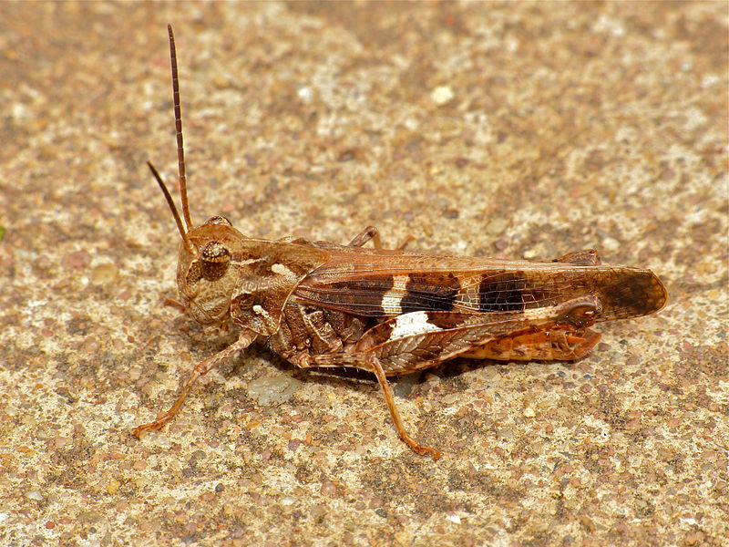 File:Grasshopper (Acrididae) (11775344064).jpg