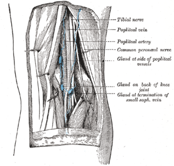 Popliteal lymph nodes