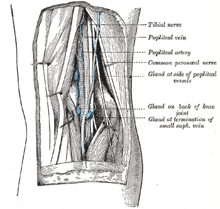 Lymph glands of popliteal fossa.