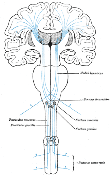 Lemniskales System