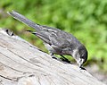 Thumbnail for File:Gray Jay DSC 2142.jpg