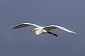 * Nomination Great egret (Ardea alba egretta) --Charlesjsharp 08:25, 20 April 2023 (UTC) * Promotion  Support Good quality. --Navinsingh133 18:26, 20 April 2023 (UTC)