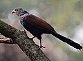 Greater Coucal (Centropus sinensis) at Narendrapur W IMG 4158.jpg