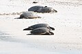Green Sea Turtle (male & female) Sand Island Midway Atoll 2018-12-09 17-34-19 (46379497995).jpg