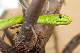 mamba úzkohlavá (Dendroaspis angusticeps)