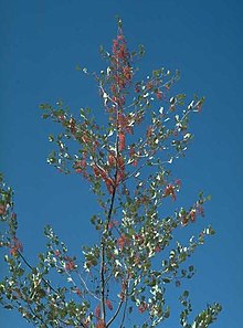 Grevillea byrnesii.jpg