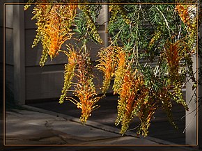 Kuvan kuvaus Grevillea_tenuiloba.jpg.