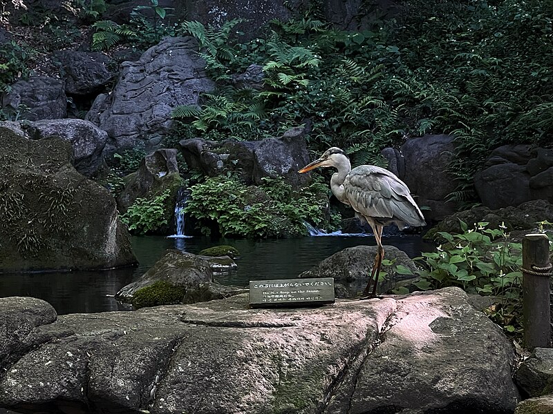 File:Grey heron in Rikugi-en Gardens.jpg