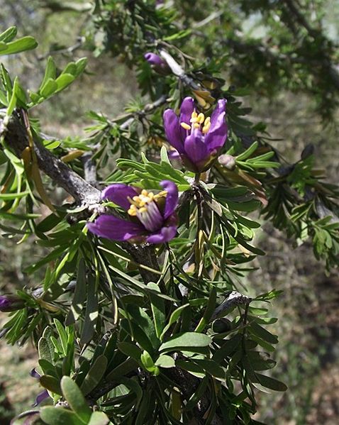 File:Guaiacum angustifolium.jpg