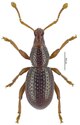 Guineobius baliemensis Riedel.tif