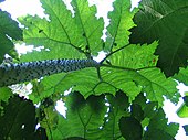 Gunnera au Jardin Jungle Karlostachys.jpg