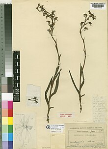 Habenaria maitlandii.jpg