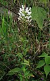 Habenaria monorrhiza