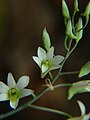 Dendrobium ovatum