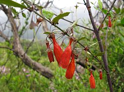 Halleria elliptica