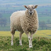 گوسفند از احشام در دسترس آمریکایی بود.
