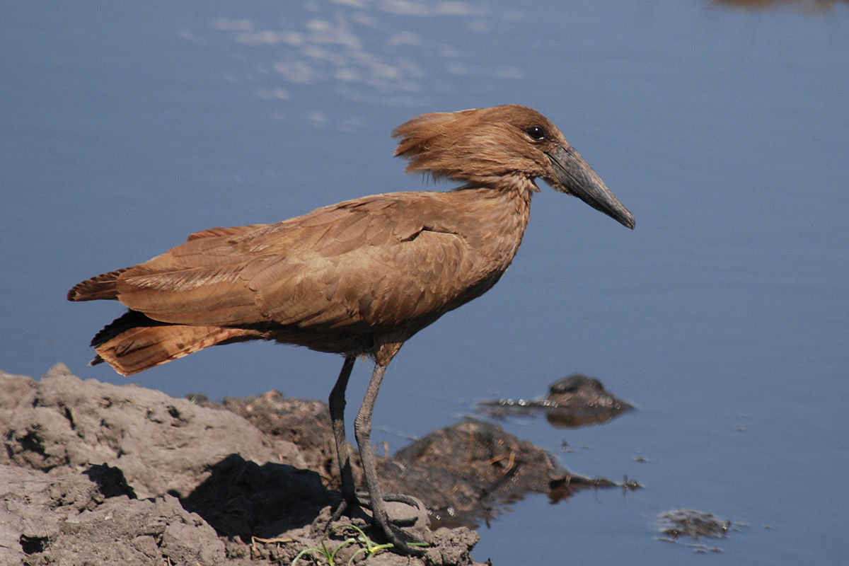 طائر راس المطرقه 1200px-Hamerkop_2073025044