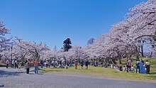 桜が満開の鶴岡公園と花見客