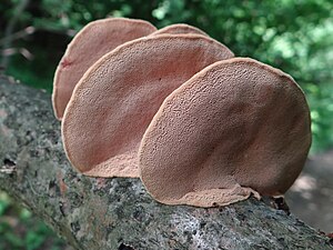 Polyporaceae