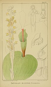 plate 49 Satyrium bicorne